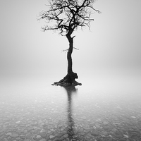 Buy canvas prints of  Lone Tree in the mist by Grant Glendinning