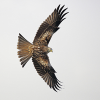 Buy canvas prints of  Red Kite by Grant Glendinning
