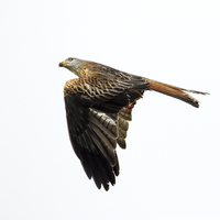 Buy canvas prints of Red Kite in flight by Grant Glendinning