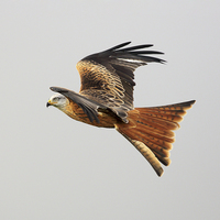 Buy canvas prints of  Red Kite Soaring by Grant Glendinning
