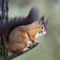Buy canvas prints of  Red Squirrel by Grant Glendinning