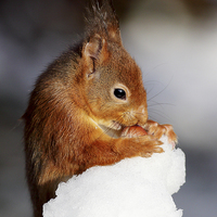 Buy canvas prints of Red Squirrel  by Grant Glendinning