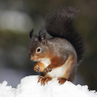 Buy canvas prints of Red Squirrel in snow by Grant Glendinning