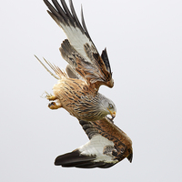 Buy canvas prints of Red Kite diving by Grant Glendinning