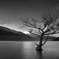 Buy canvas prints of  Loch Tree by Grant Glendinning