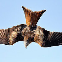 Buy canvas prints of Red Kite Diving by Grant Glendinning