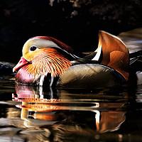Buy canvas prints of Male Mandarin Duck by Grant Glendinning