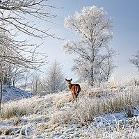 Buy canvas prints of Glen Shiel Misty Winter Deer by Grant Glendinning