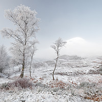 Buy canvas prints of Glen Shiel Misty Winter Trees by Grant Glendinning