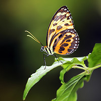 Buy canvas prints of Harmonia Tiger Wing by Grant Glendinning
