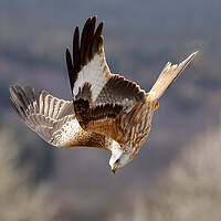 Buy canvas prints of A close up of a bird flying in the sky by Grant Glendinning