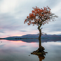 Buy canvas prints of Milarrochy Bay Tree Sunset - Loch Lomond by Grant Glendinning