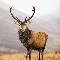 Buy canvas prints of Scottish Red Deer Stag - Glencoe by Grant Glendinning