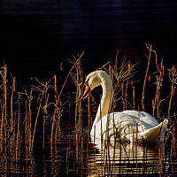 Buy canvas prints of Swan Loch by Grant Glendinning