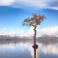 Buy canvas prints of  Loch Lomond Tree by Grant Glendinning