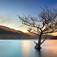 Buy canvas prints of Lone Tree Sunset by Grant Glendinning