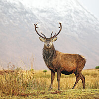 Buy canvas prints of Scottish Red Deer Stag Glencoe by Grant Glendinning