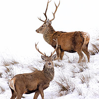Buy canvas prints of Scottish Red Deer Stags by Grant Glendinning