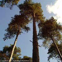 Buy canvas prints of Tall trees by Joanne Crockford