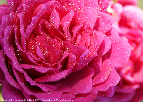 Pink Rose Picture Board by Joanne Crockford