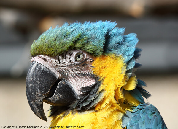 Blue and Yellow Macaw - closeup Portrait Framed Print by Maria Gaellman
