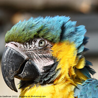 Buy canvas prints of Blue and Yellow Macaw - closeup Portrait by Maria Gaellman
