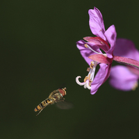 Buy canvas prints of Hoverfly in flight by Maria Gaellman