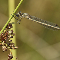 Buy canvas prints of Damselfly on a blade of grass by Maria Gaellman