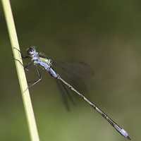 Buy canvas prints of Blue Damselfly on a blade of grass by Maria Gaellman