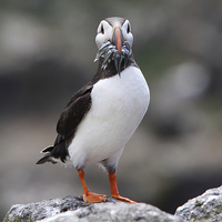 Buy canvas prints of Atlantic Puffin with Sand eels on a Rock by Maria Gaellman