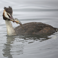 Buy canvas prints of Great Crested Grebe with a Perch by Maria Gaellman