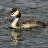 Buy canvas prints of Great Crested Grebe by Maria Gaellman