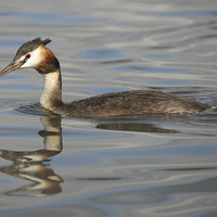 Buy canvas prints of Great Crested Grebe by Maria Gaellman