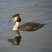 Buy canvas prints of Great Crested Grebe by Maria Gaellman