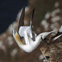 Buy canvas prints of Northern Gannet taking off by Maria Gaellman