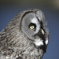Buy canvas prints of Great Grey Owl by Maria Gaellman
