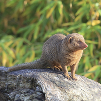 Buy canvas prints of Common Dwarf Mongoose by Maria Gaellman