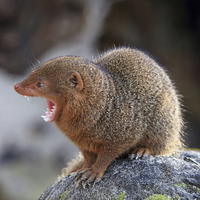 Buy canvas prints of Common Dwarf Mongoose calling by Maria Gaellman