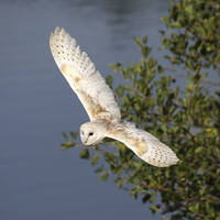Buy canvas prints of Common Barn Owl in flight by Maria Gaellman