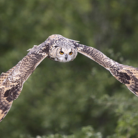 Buy canvas prints of Bengal Eagle Owl in flight by Maria Gaellman