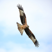 Buy canvas prints of Red Kite in flight by Maria Gaellman
