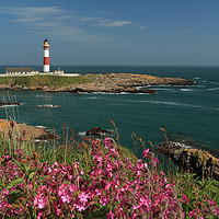 Buy canvas prints of Buchan Ness Lighthouse and Spring flowers by Maria Gaellman