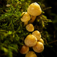 Buy canvas prints of Mini Yellow Mushrooms by Daves Photography