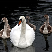 Buy canvas prints of The Swan Family by Daves Photography
