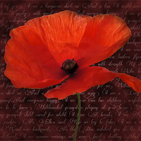 Buy canvas prints of Red Poppy and Poem by Daves Photography