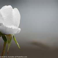 Buy canvas prints of Ice White Rose - Purity by Daves Photography