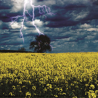 Buy canvas prints of Lightening Tree - Seeds by Daves Photography