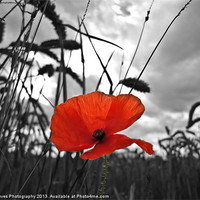 Buy canvas prints of War Poppy by Daves Photography