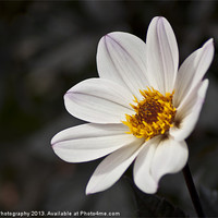 Buy canvas prints of White Chrysanthemum Flower by Daves Photography