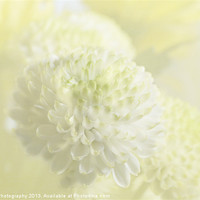 Buy canvas prints of Wedding chrysanthemum by Daves Photography
